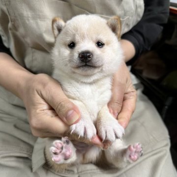 柴犬(豆柴)【宮崎県・男の子・2024年9月5日・白】の写真「現在出産ラッシュ🐶未掲載も沢山います！」