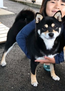 柴犬(豆柴)【宮崎県・女の子・2018年1月30日・黒】の写真「かなり可愛いです😍」