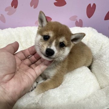 柴犬(豆柴)【宮崎県・男の子・2023年6月26日・赤】の写真「目の大きな小さく可愛い男の子です😍」