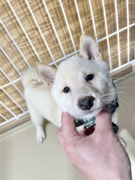 柴犬(豆柴)【宮崎県・男の子・2021年11月7日・白】の写真「おっとりした子犬です。」