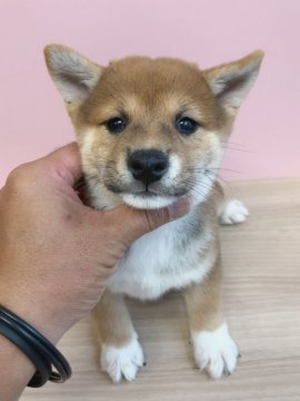 柴犬(豆柴)【宮崎県・男の子・2019年6月28日・赤】の写真「色の綺麗な可愛い目をした男の子😍」