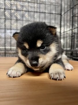 柴犬(豆柴)【宮崎県・男の子・2021年5月28日・黒】の写真「綺麗な色の男の子です😍」