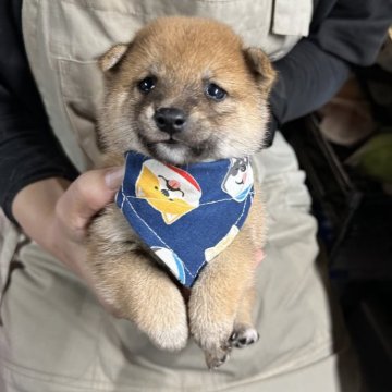 豆柴【宮崎県・男の子・2024年9月12日・赤】の写真「現在出産ラッシュ🐶未掲載も沢山います！」