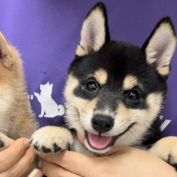 柴犬(豆柴)【宮崎県・女の子・2024年4月7日・黒】の写真「豆柴子犬たくさん産まれてます😍ご見学ください！」