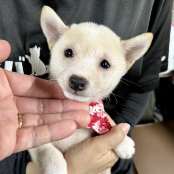 豆柴【宮崎県・女の子・2024年7月21日・白】の写真「7月中頃から出産ラッシュです😍ご見学ください」