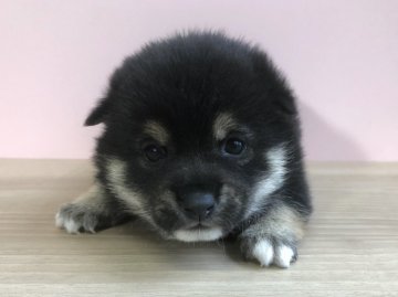 柴犬(豆柴)【宮崎県・女の子・2019年10月29日・黒】の写真「クリクリした目の女の子😍」