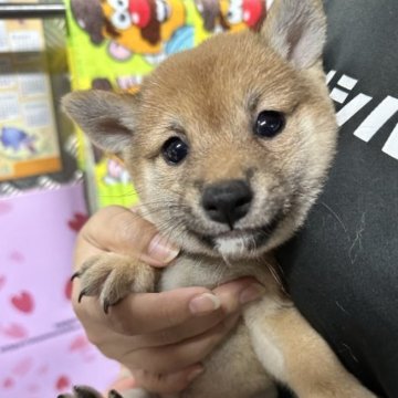 柴犬(豆柴)【宮崎県・女の子・2023年6月21日・赤】の写真「目の大きな可愛い女の子です！😍」