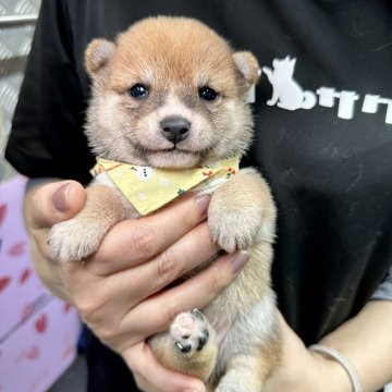 柴犬(豆柴)【宮崎県・女の子・2024年1月23日・赤】の写真「豆柴子犬40匹以上産まれてます😍ご見学ください」