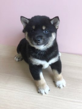 柴犬(豆柴)【宮崎県・男の子・2019年6月28日・黒】の写真「小さく可愛い黒の男の子🐶😍」