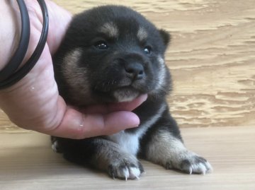 柴犬(豆柴)【宮崎県・男の子・2019年6月14日・黒】の写真「黒の男の子🐶」