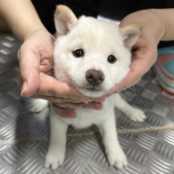 柴犬(豆柴)【宮崎県・女の子・2022年7月26日・白】の写真「小さく可愛い女の子です！」