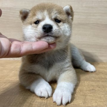 柴犬(豆柴)【宮崎県・男の子・2021年10月22日・赤】の写真「可愛い男の子😍」