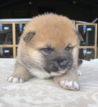 柴犬(豆柴)【宮崎県・男の子・2018年11月10日・赤】の写真「豆柴認定犬と柴犬の両親からうまれた男の子です✨」