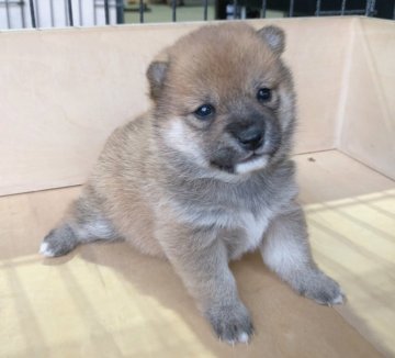 柴犬(豆柴)【宮崎県・女の子・2019年1月9日・赤】の写真「目がパッチリ大きく可愛いです😍」