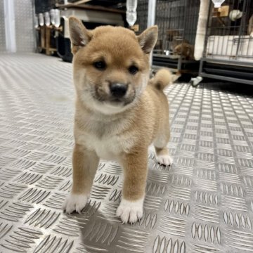 柴犬(豆柴)【宮崎県・男の子・2021年5月14日・赤】の写真「まるまる顔の男の子😍」