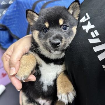 柴犬(豆柴)【宮崎県・男の子・2022年8月27日・黒】の写真「すごく可愛い男の子です！」