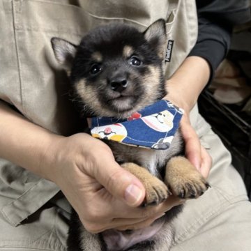 柴犬(豆柴)【宮崎県・男の子・2024年9月19日・黒】の写真「現在出産ラッシュ🐶未掲載も沢山います！」