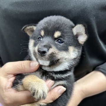 柴犬(豆柴)【宮崎県・女の子・2023年8月28日・黒】の写真「可愛い女の子です😍」