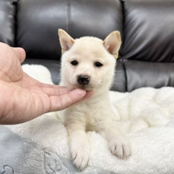 柴犬(豆柴)【宮崎県・男の子・2022年12月14日・白】の写真「可愛い男の子です！」