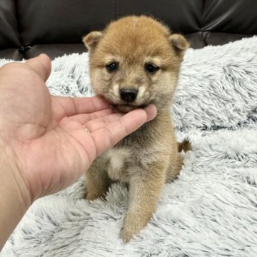 柴犬(豆柴)【宮崎県・男の子・2023年2月16日・赤】の写真「小さく可愛い男の子です！」