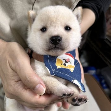 柴犬(豆柴)【宮崎県・男の子・2024年9月19日・白】の写真「現在出産ラッシュ🐶未掲載も沢山います！」