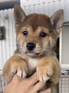 柴犬(豆柴)【宮崎県・男の子・2021年6月14日・赤】の写真「可愛い両親からうまれました😍」