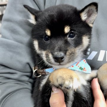 柴犬(豆柴)【宮崎県・男の子・2023年12月2日・黒】の写真「豆柴子犬40匹以上産まれてます😍ご見学ください！」