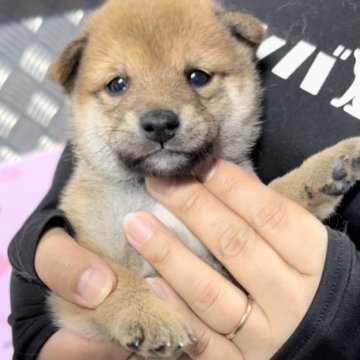 柴犬(豆柴)【宮崎県・男の子・2023年6月21日・赤】の写真「可愛い男の子です😍」