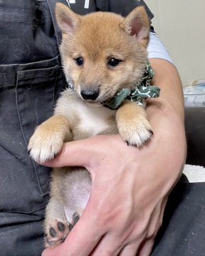 柴犬(豆柴)【宮崎県・男の子・2022年3月3日・赤】の写真「極小の可愛い男の子です😍」