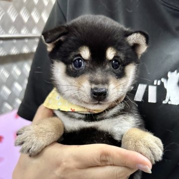 柴犬(豆柴)【宮崎県・女の子・2024年3月25日・黒】の写真「豆柴子犬たくさん産まれてます😍ご見学ください！」