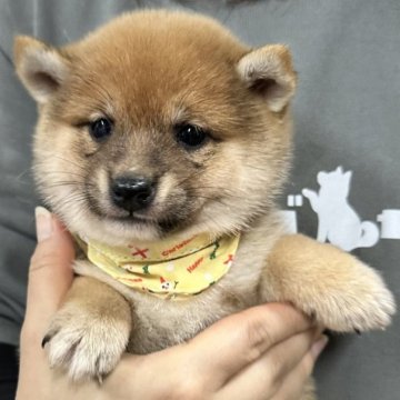 柴犬(豆柴)【宮崎県・女の子・2024年1月28日・赤】の写真「豆柴子犬40匹以上産まれてます😍ご見学ください」