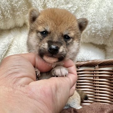 柴犬(豆柴)【宮崎県・女の子・2024年1月19日・赤】の写真「豆柴子犬40匹以上産まれてます😍ご見学ください！」