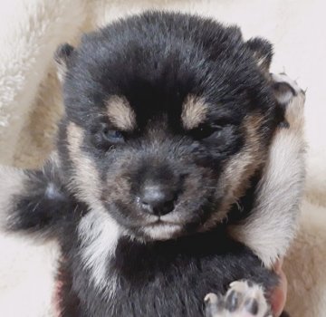 柴犬(豆柴)【宮崎県・女の子・2018年1月30日・黒】の写真「可愛い女の子です✨」