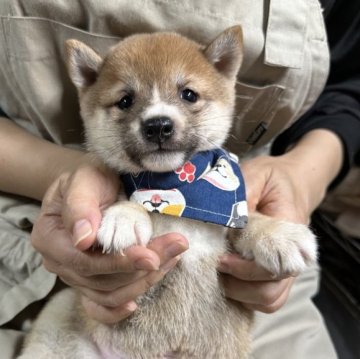 柴犬(豆柴)【宮崎県・男の子・2024年9月14日・赤】の写真「現在出産ラッシュ🐶未掲載も沢山います」