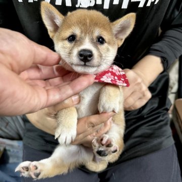 柴犬(豆柴)【宮崎県・女の子・2024年7月23日・赤】の写真「是非ご見学ください！」