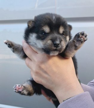 柴犬(豆柴)【宮崎県・男の子・2018年11月1日・黒】の写真「綺麗な黒の男の子✨」