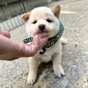 柴犬(豆柴)【宮崎県・男の子・2023年1月20日・白】の写真「可愛い男の子です😍」