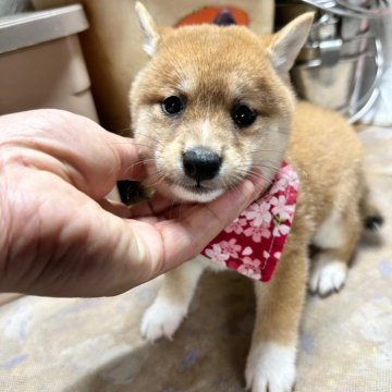 豆柴【宮崎県・女の子・2024年7月28日・赤】の写真「7月中頃から出産ラッシュです😍ご見学ください」