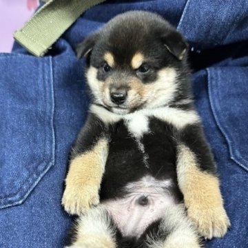 柴犬(豆柴)【宮崎県・男の子・2023年10月7日・黒】の写真「可愛い男の子です😍」