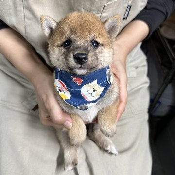 豆柴【宮崎県・男の子・2024年9月19日・赤】の写真「現在出産ラッシュ🐶未掲載も沢山います」