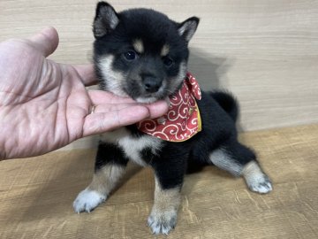 柴犬(豆柴)【宮崎県・女の子・2021年11月10日・黒】の写真「小さく育つ予想の女の子です！」