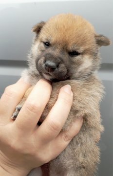 柴犬(豆柴)【宮崎県・女の子・2018年4月3日・赤】の写真「すごく可愛い女の子です✨」