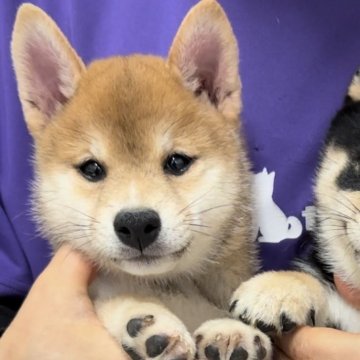 柴犬(豆柴)【宮崎県・男の子・2024年4月7日・赤】の写真「豆柴子犬たくさん産まれてます😍ご見学ください！」