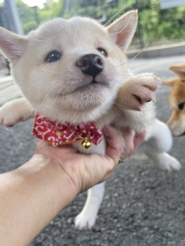 柴犬(豆柴)【宮崎県・女の子・2021年6月6日・白】の写真「可愛い両親からうまれました😍」