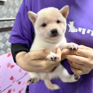 柴犬(豆柴)【宮崎県・男の子・2024年5月13日・白】の写真「小さい男の子😍」