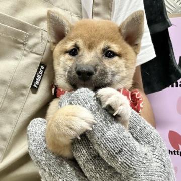 柴犬(豆柴)【宮崎県・女の子・2022年9月12日・赤】の写真「とても小さい女の子です！」