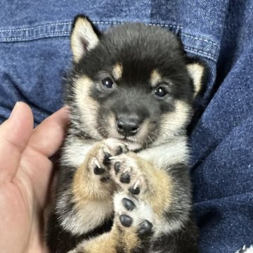 柴犬(豆柴)【宮崎県・男の子・2024年9月3日・黒】の写真「極小のお母さんから産まれました！」