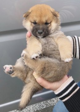 柴犬(豆柴)【宮崎県・男の子・2018年4月3日・赤】の写真「すごく可愛い男の子です✨」