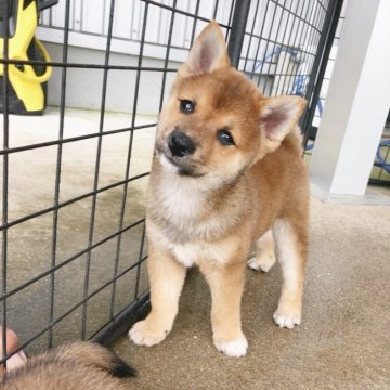 柴犬(豆柴)【宮崎県・男の子・2018年6月15日・赤】の写真「小さく可愛い男の子です✨」