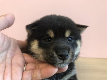 柴犬(豆柴)【宮崎県・男の子・2019年9月20日・黒】の写真「小ぶりな男の子😍」